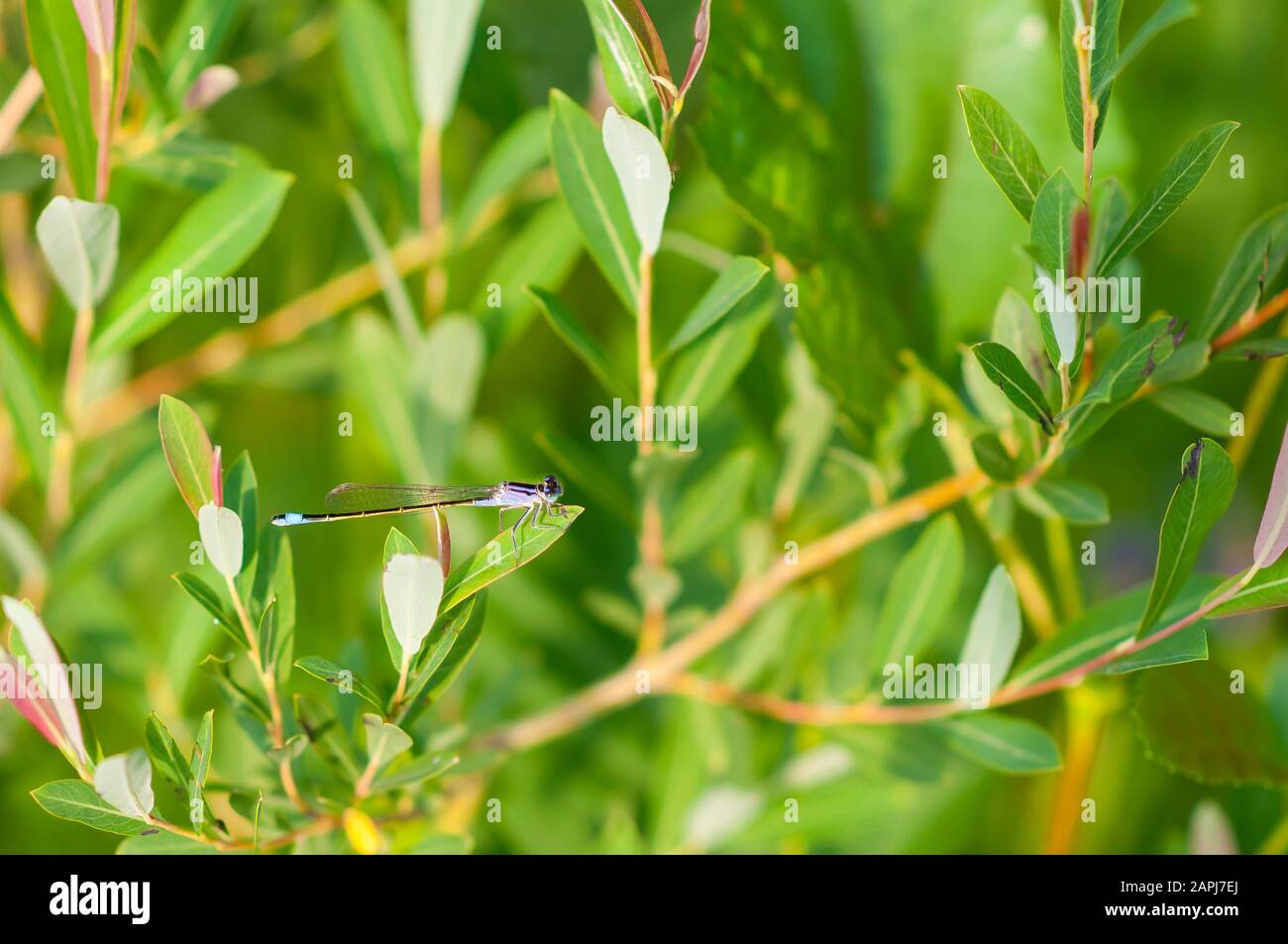 Berline Pygmy damselfly (Nehalennia speciosa), sédalage assis sur le buisson Banque D'Images