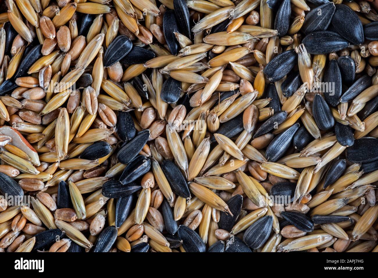 Gros plan du mélange de graines comme nourriture pour oiseaux d'hiver pour oiseaux de jardin contenant des graines de tournesol à huile noire et des céréales Banque D'Images