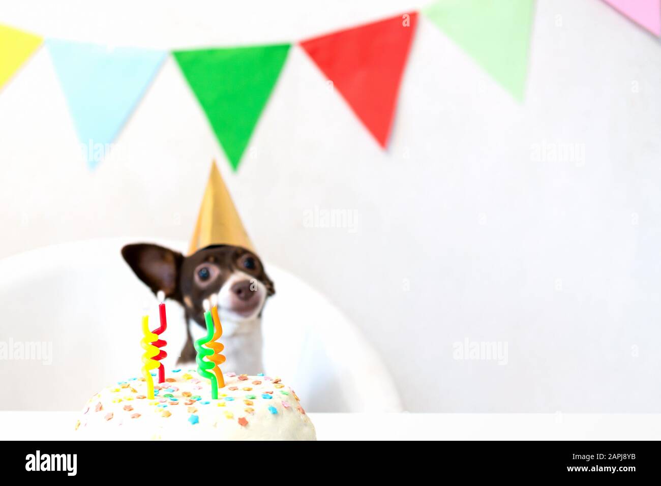 Joli Petit Chien Drole Avec Un Gateau D Anniversaire Et Un Chapeau De Fete De Carnaval Celebrant Son Anniversaire Joyeux Anniversaire L Amour Des Animaux Domestiques Et Le Concept De Soins Photo Stock