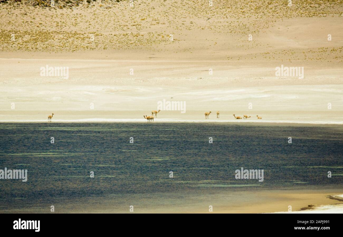 Troupeau de guanacos pacage à 14 000 pieds par Laguna Miscanti, désert d'Atacama, Chili Altiplano Banque D'Images