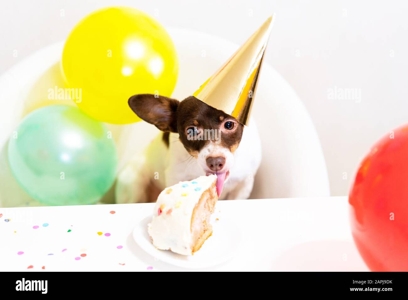 Joli petit chien drôle dans chapeau de fête avec un gâteau d'anniversaire manger gâteau d'anniversaire célébrant son anniversaire. Fête d'anniversaire de chien. L'amour des animaux domestiques et le concept de soins. Banque D'Images