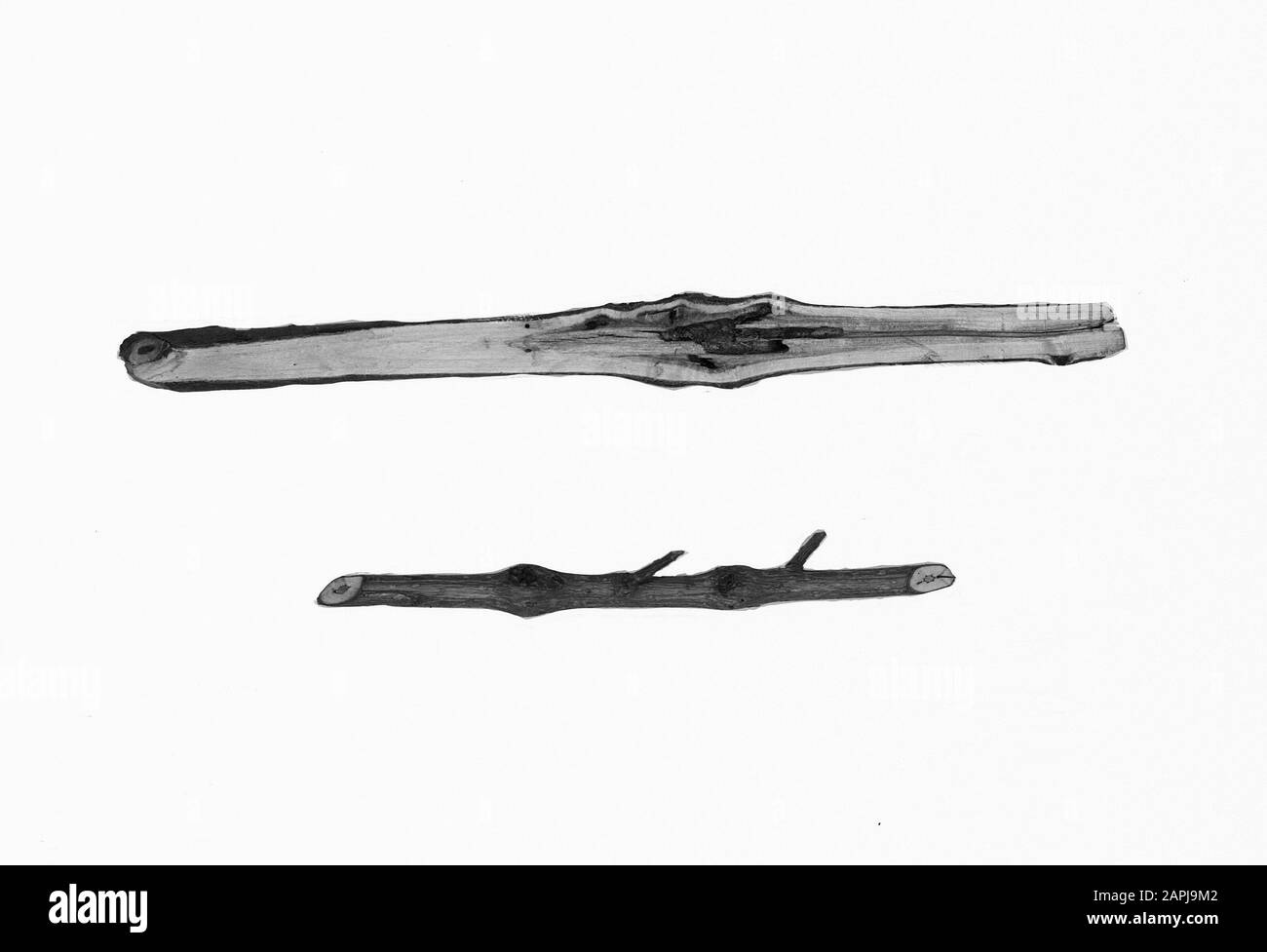 Protection des forêts, maladies, épaississement, emprunt, branches, petit boxeur de peuplier Date: Non daté mots clés: Protection des forêts, indentation, branches, épaississement, maladies Nom personnel: Kleine peuplier enboktor Banque D'Images