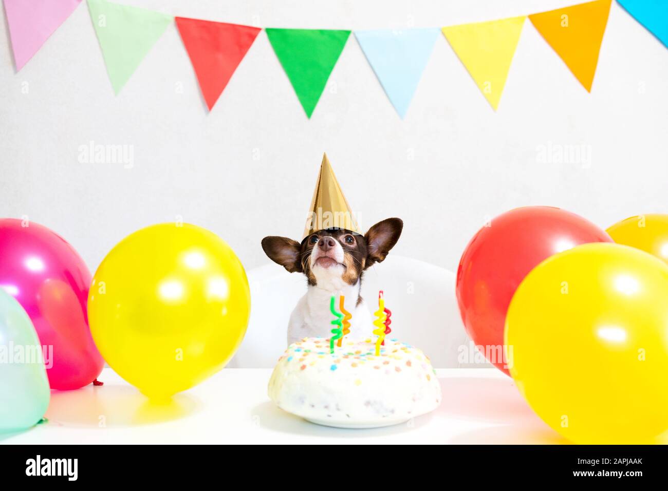 Domestic Animal Funny Birthday Banque D Image Et Photos Alamy Domestic Animal Funny Birthday Banque D Image Et Photos Alamy