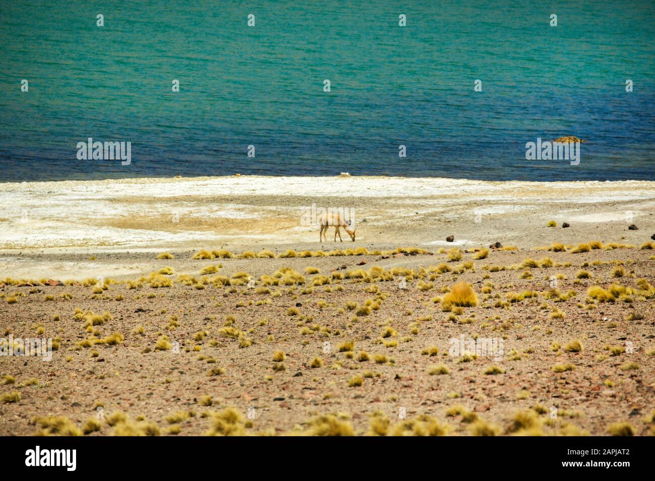 Guanaco pacage à 14 000 pieds du côté de Laguna Miscanti, désert d'Atacama, Chili Altiplano Banque D'Images