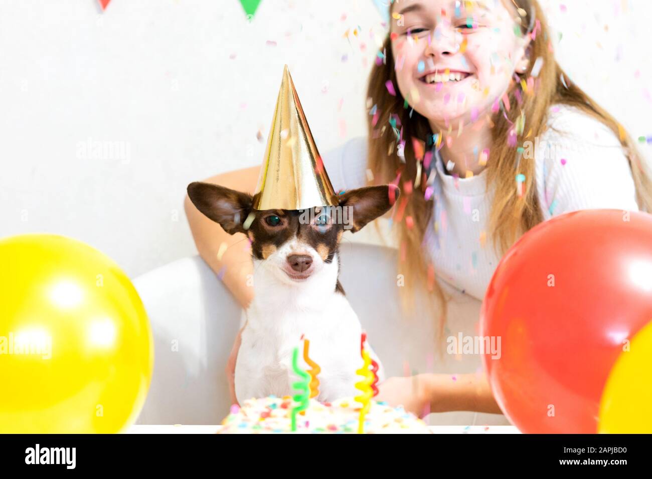 Joli petit chien drôle avec un gâteau d'anniversaire et un chapeau de fête célébrant l'anniversaire avec une maîtresse de fille. Belle jeune femme et un chien dans des casquettes de vacances. Fête d'anniversaire de chien. Concept d'amitié. Banque D'Images