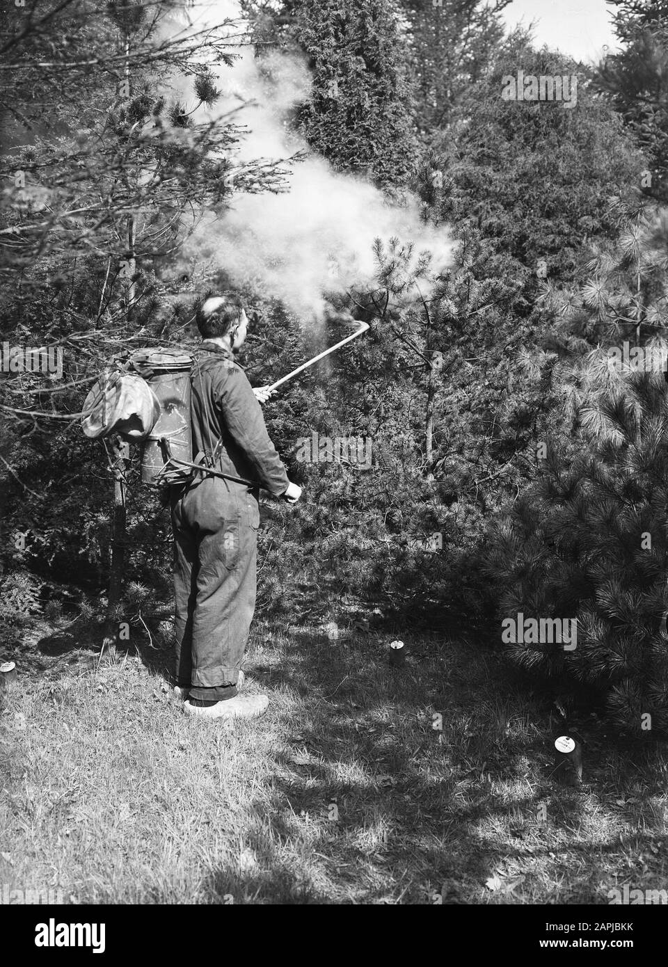 Protection des forêts, pollinisation, lutte contre les insectes, hommes Date : non daté mots clés : pollinisation, protection des forêts, lutte contre les insectes, hommes Banque D'Images