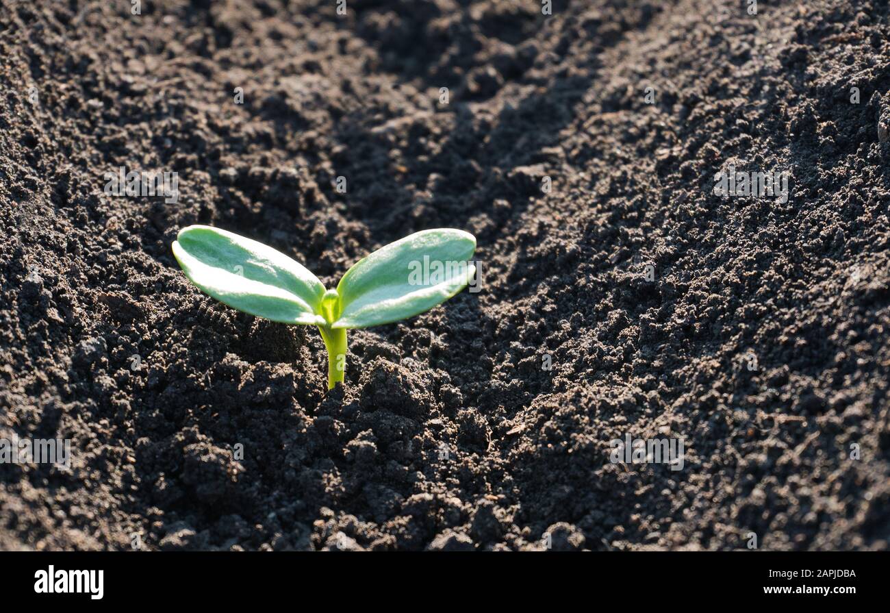 Croissance des plantes vertes Banque D'Images