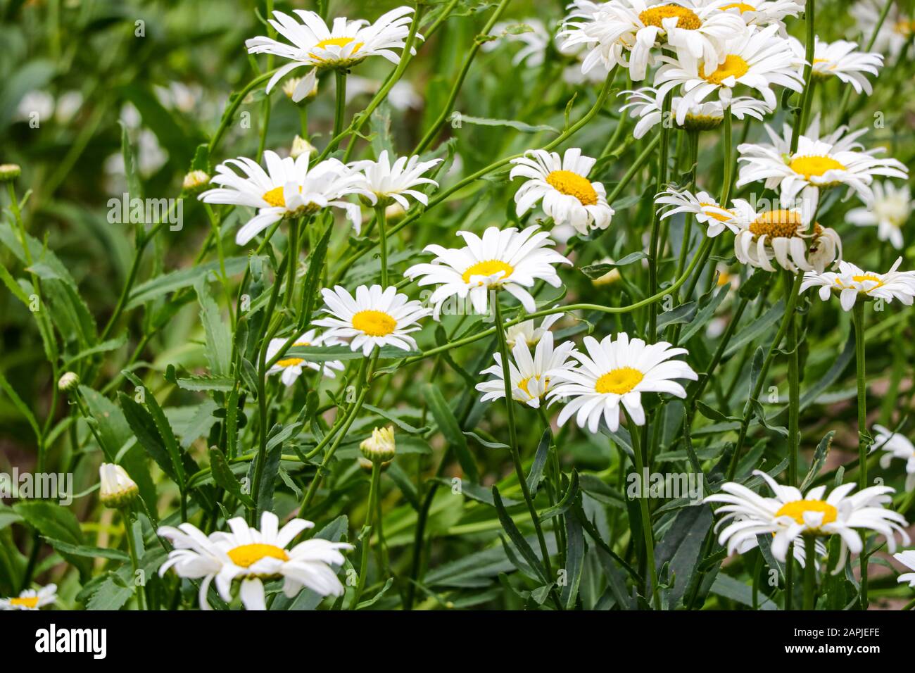 Les fleurs blanches avec le jaune au milieu Photo Stock - Alamy