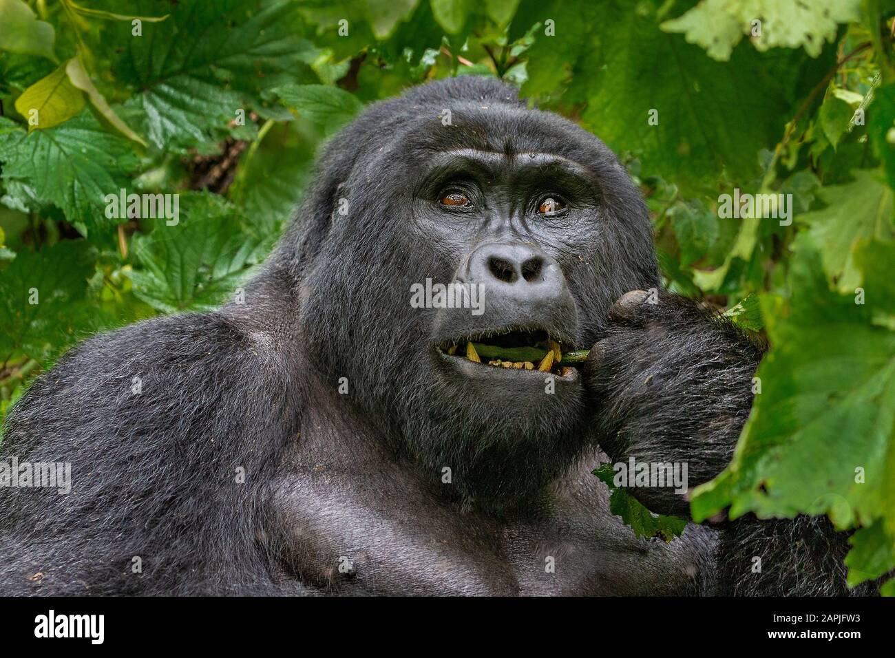 Silverback Mountain Gorilla, À Bwindi, Ouganda Banque D'Images