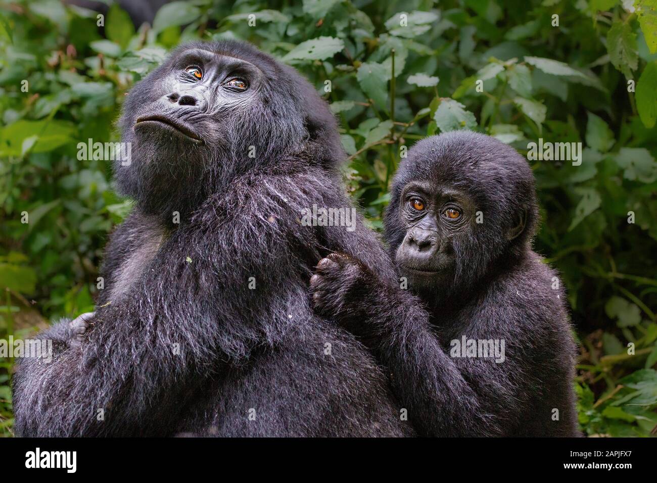 Mère et bébé gorille de montagne, Bwindi, Ouganda Banque D'Images