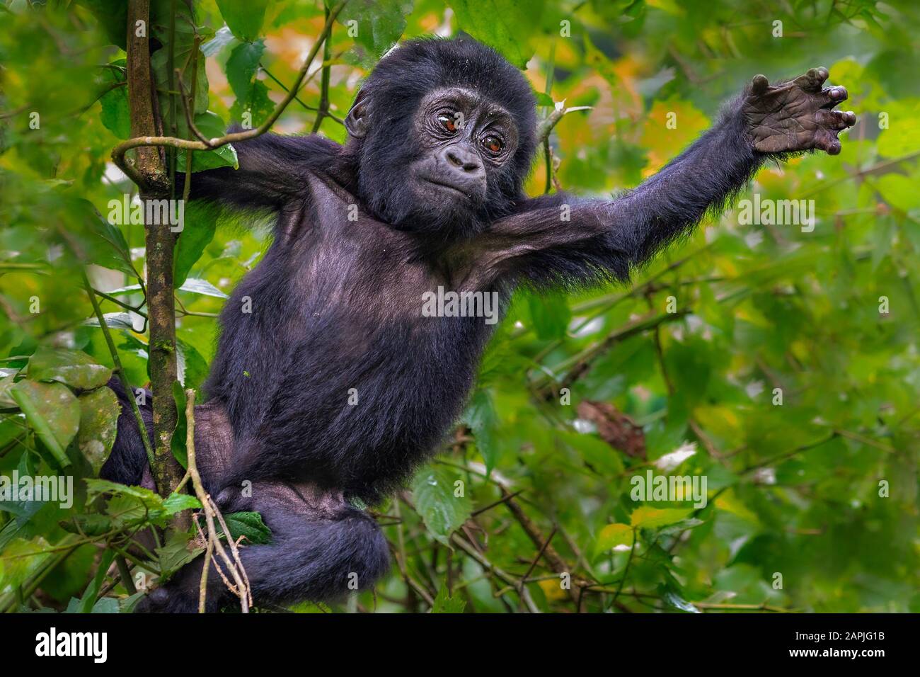 Jeunes gorilles de montagne, Bwindi, Ouganda Banque D'Images