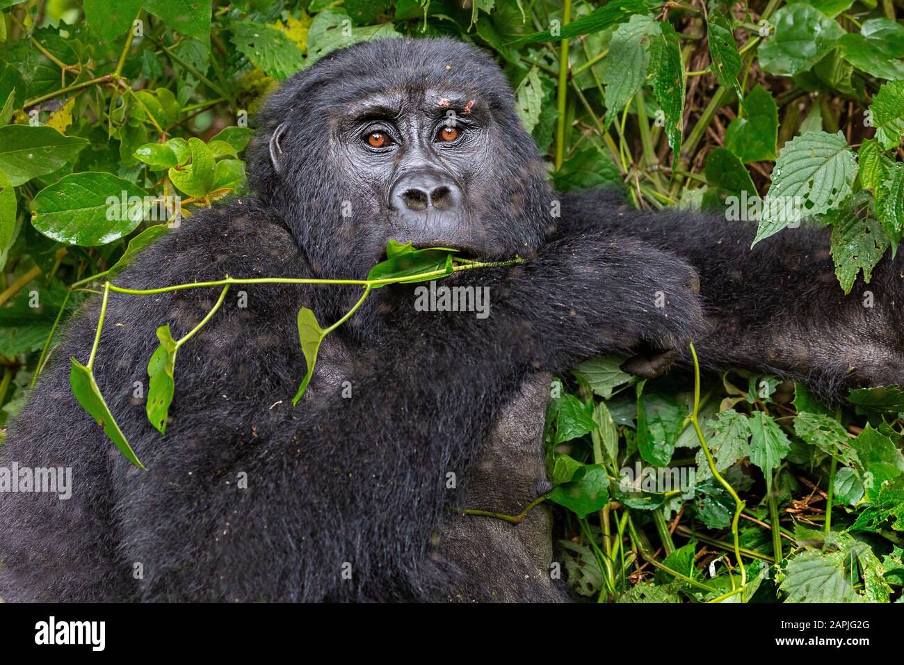 Silverback Mountain Gorilla, À Bwindi, Ouganda Banque D'Images