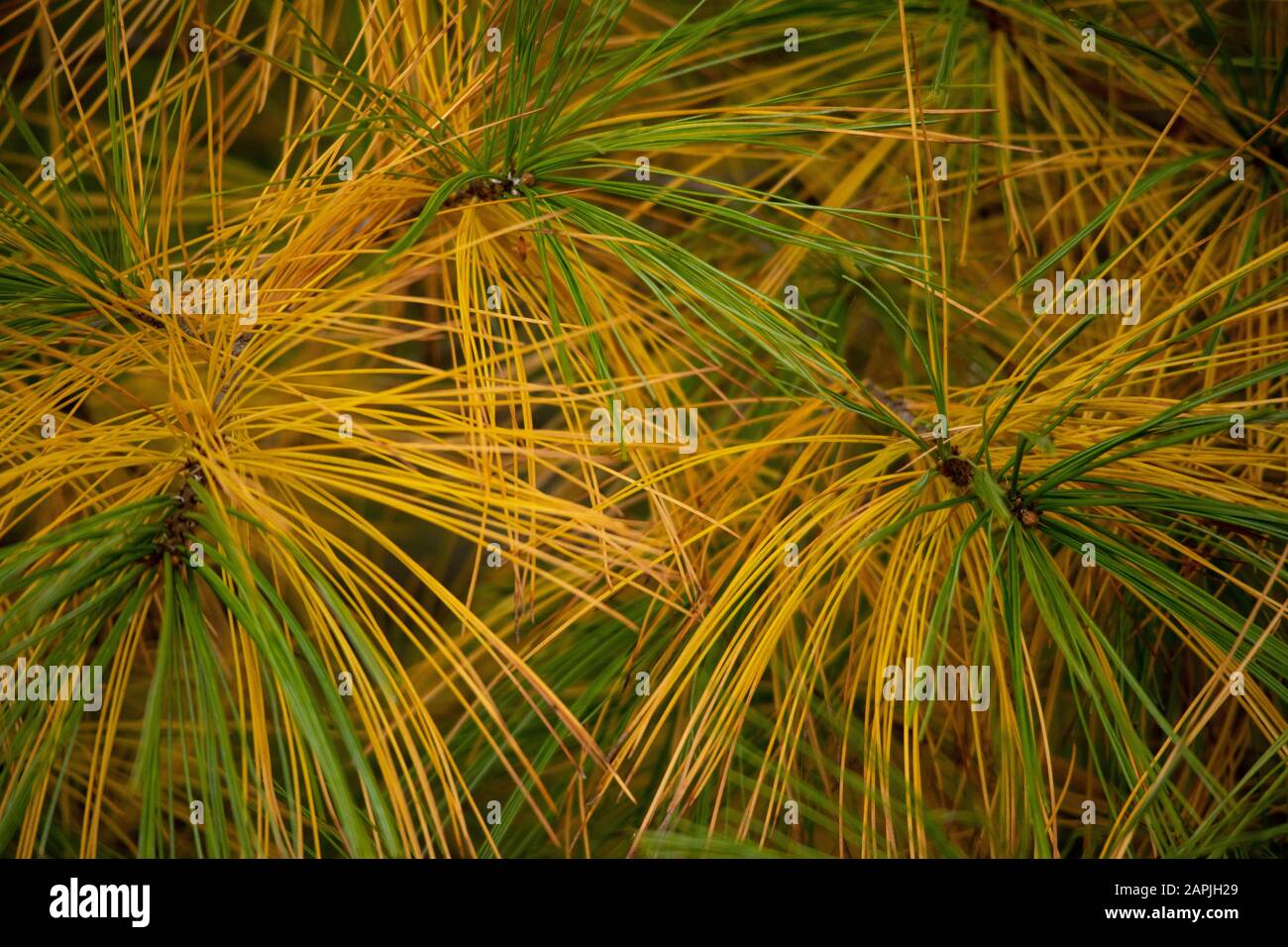 aiguilles de pin jaune et vert Banque D'Images