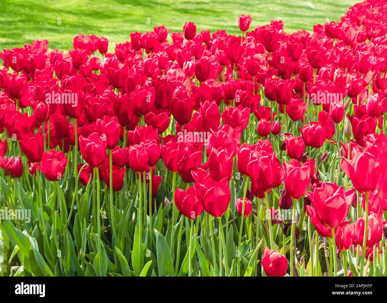 La nature de fond de printemps avec fleurs tulipes Banque D'Images