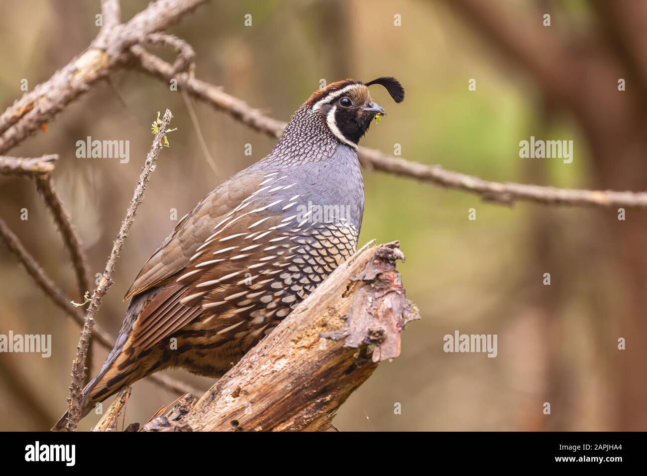 Caille de Californie (Callipepla californica) perçant sur une branche d'arbre, réserve naturelle de point Lobos, Californie, États-Unis. Banque D'Images