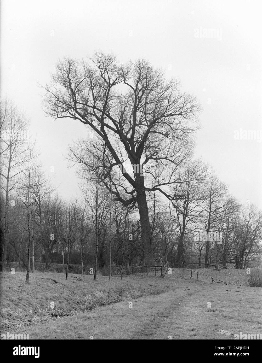 Arbres, peuplier canadien Date: Non daté lieu: Noord-Brabant, Vught mots clés: Arbres Nom personnel: Peuplier canadien Banque D'Images