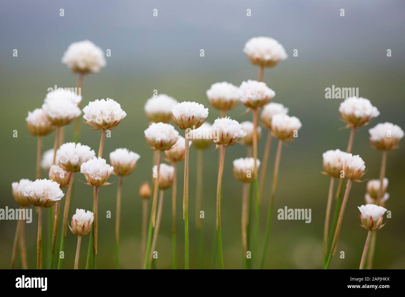Armeria pseudarmeria. Sintra, Portugal Banque D'Images