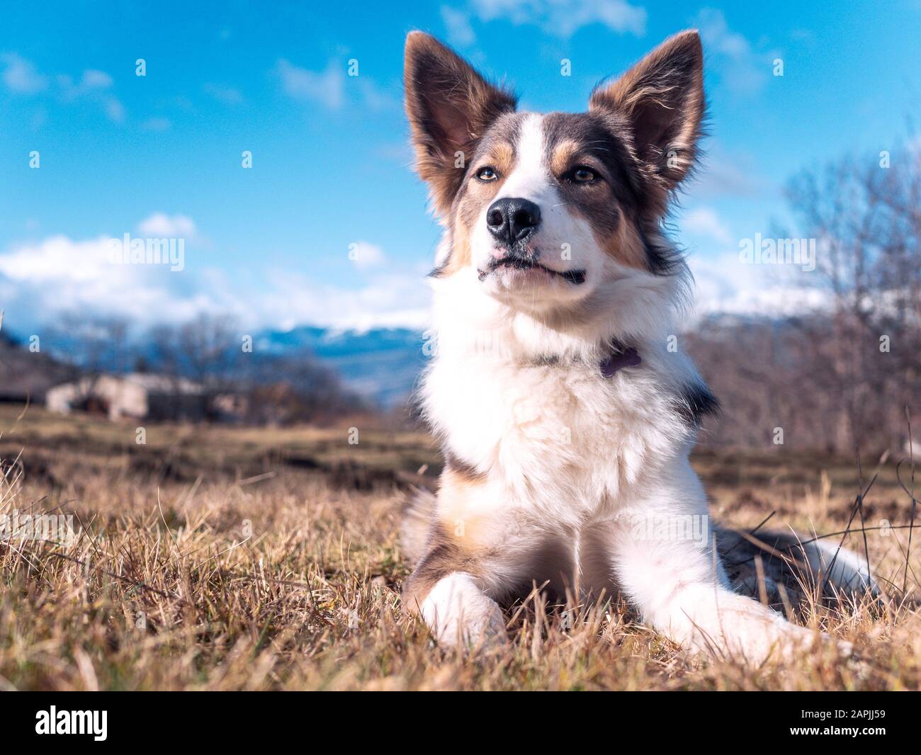 Bordure de chien collie lilas avec de très beaux yeux reposant calme sur  l'herbe avec une vue sur les montagnes derrière Photo Stock - Alamy