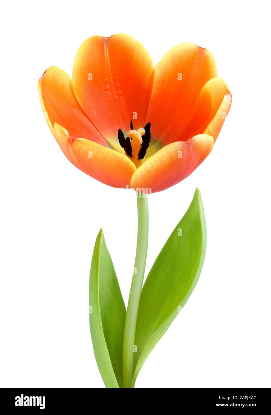 Tulipe orange entièrement fleuri, studio isolé sur fond blanc Banque D'Images
