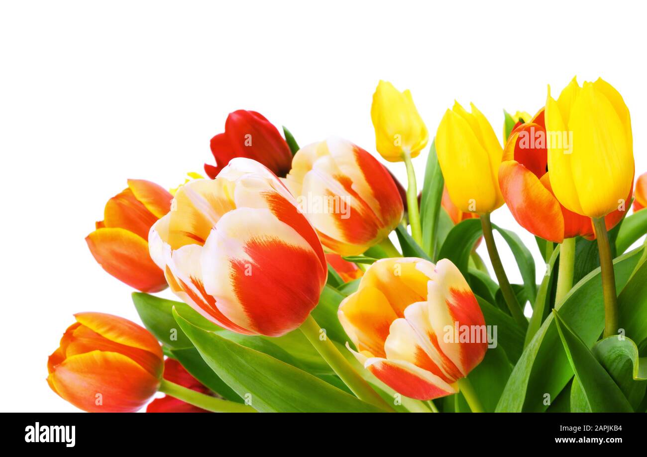 Bouquet coloré de tulipes, studio isolé avec copyspace blanc Banque D'Images
