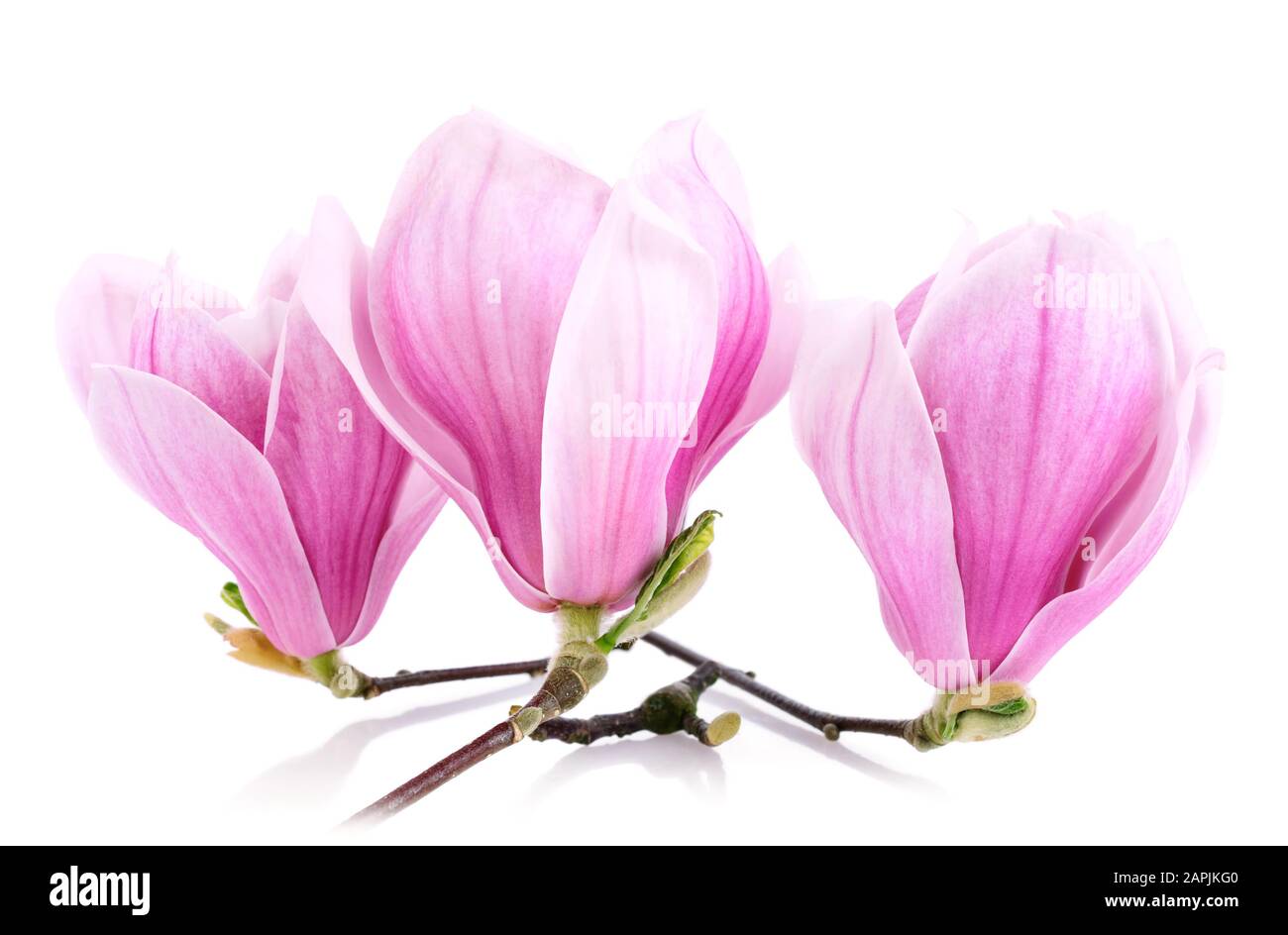 Photo studio lumineux de trois fleurs de magnolia isolées sur blanc pur Banque D'Images