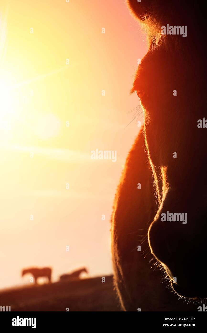 Portrait de clôture rétroéclairé d'un cheval sur une paddock et le ciel doré en arrière-plan, la lumière du soleil chaude crée des contours à contraste élevé Banque D'Images