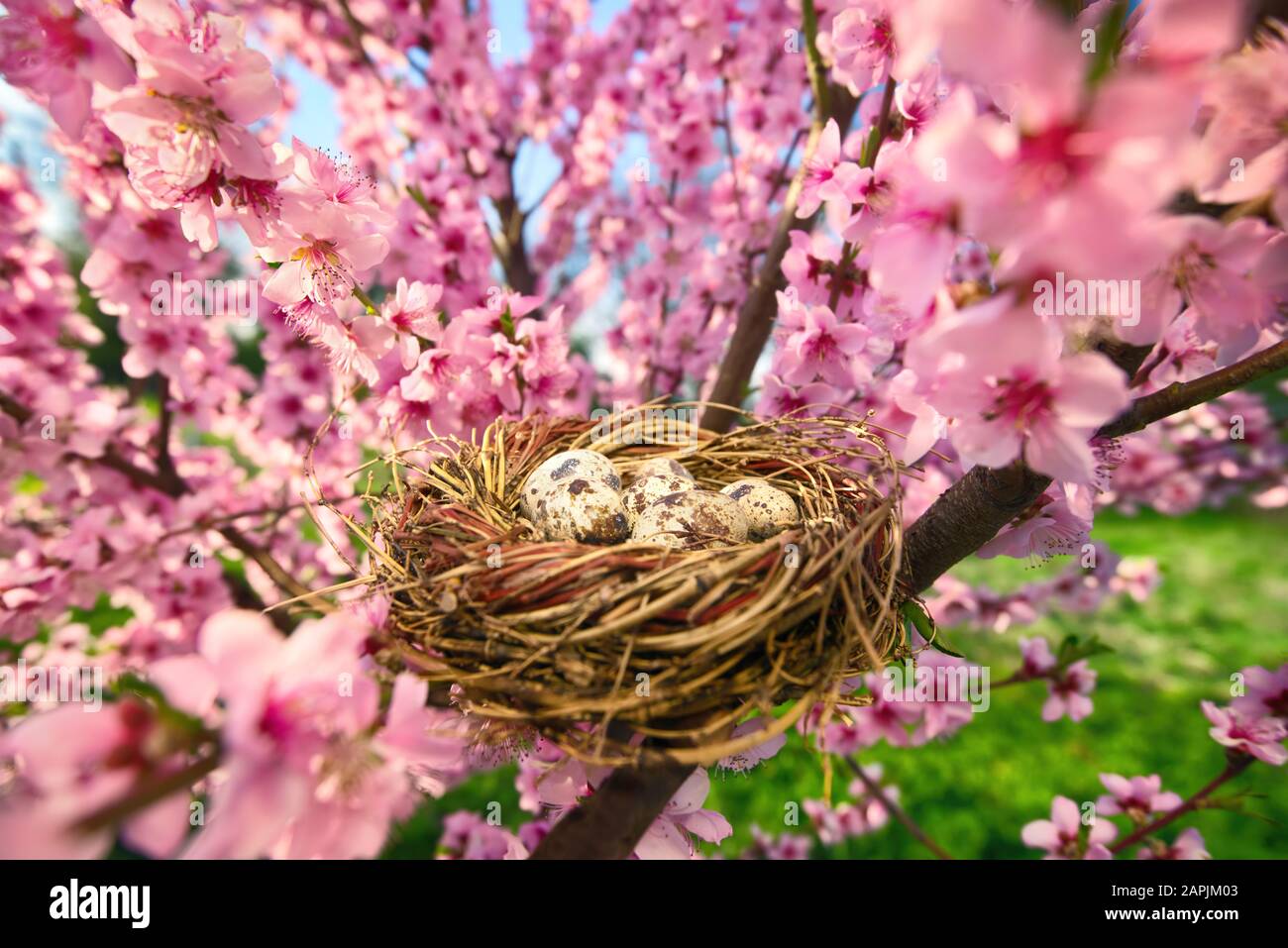 Un nid d'oiseau confortable avec des œufs à pois dans un magnifique cerisier fleuri, le jour ensoleillé Banque D'Images