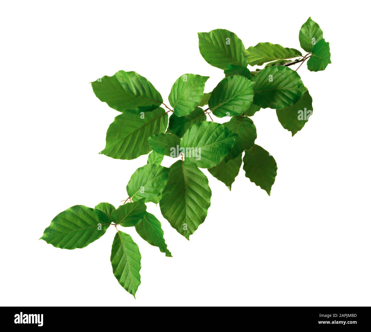 Branche de hêtre avec feuilles vertes closeup, studio isolé sur blanc pur Banque D'Images