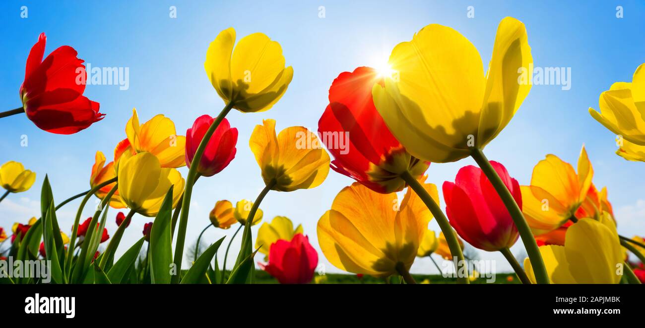De belles tulipes en rouge vif et jaune saluant le soleil de printemps dans le ciel bleu clair Banque D'Images