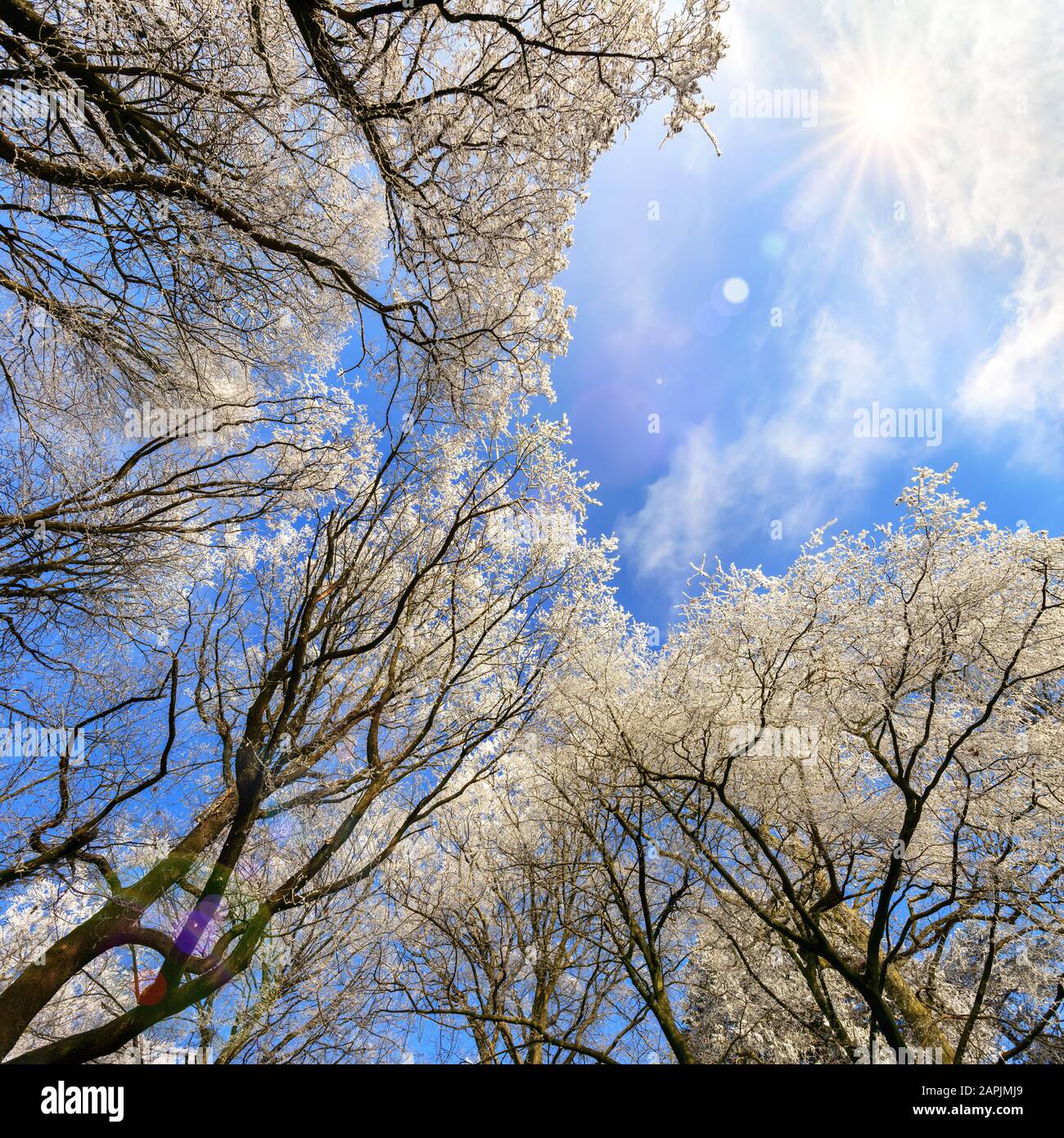 Couvert forestier en hiver avec des cimes blanches surgelées contre le beau ciel bleu et le soleil, vers vue oeil en format carré Banque D'Images