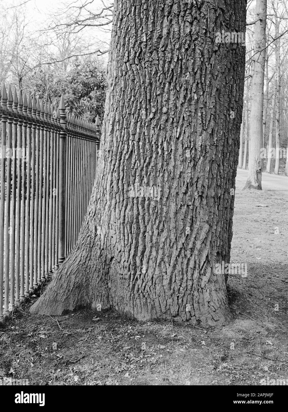 Arbres, domaine, Chêne Date: Non daté lieu: Delden mots clés: Arbres, domaine Nom De La Personne: Oak Nom de l'établissement: Twickel Banque D'Images