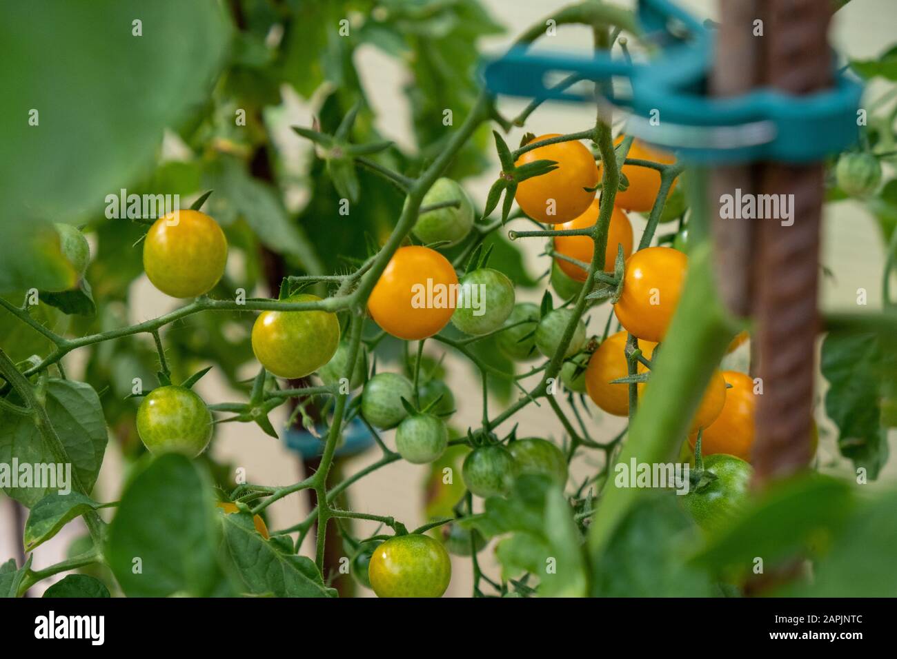 petites tomates jaunes et encore mûres vertes sur l'arbuste dans le jardin en été Banque D'Images