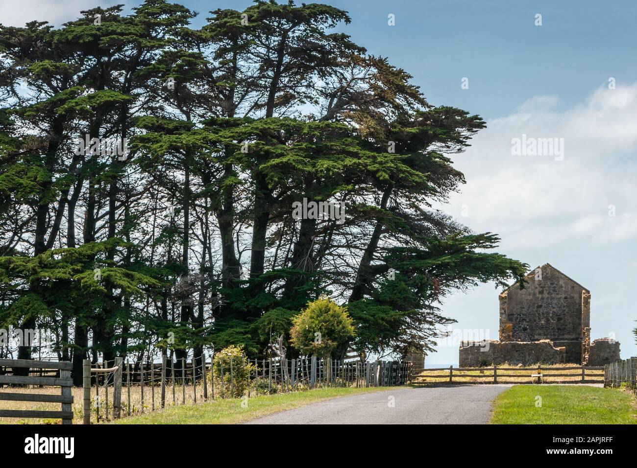 Stanley, Tasmanie, Australie - 15 Décembre 2009 : Site Historique De Hightfield. La route avec de grands arbres verts sur le côté conduit à la ruine gris-brun de pierre Banque D'Images
