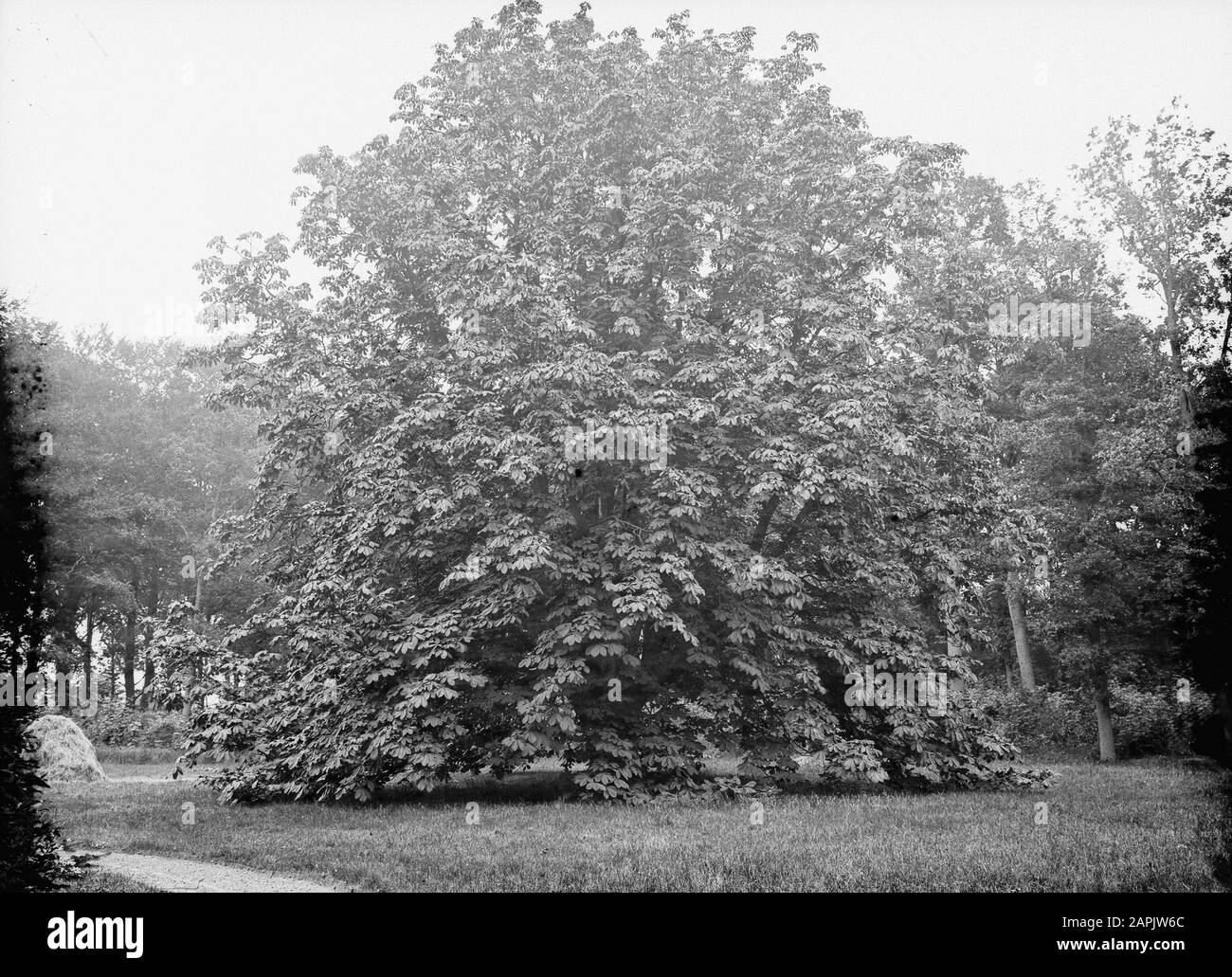 Arbres, Aesculus Hippocastanum, châtaigne Date: Non daté mots clés: Arbres Nom personnel: Aesculus Hippocastanum, Horse Chestnut Banque D'Images