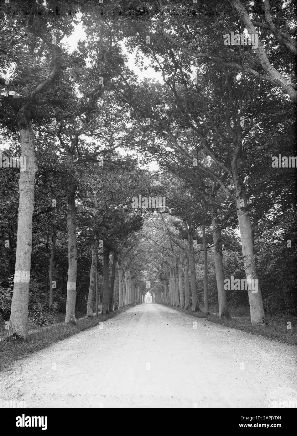 Arbres, avenues, Oak Avenue Date: Non daté mots clés: Arbres, avenues Nom personnel: Eikenlaan Banque D'Images