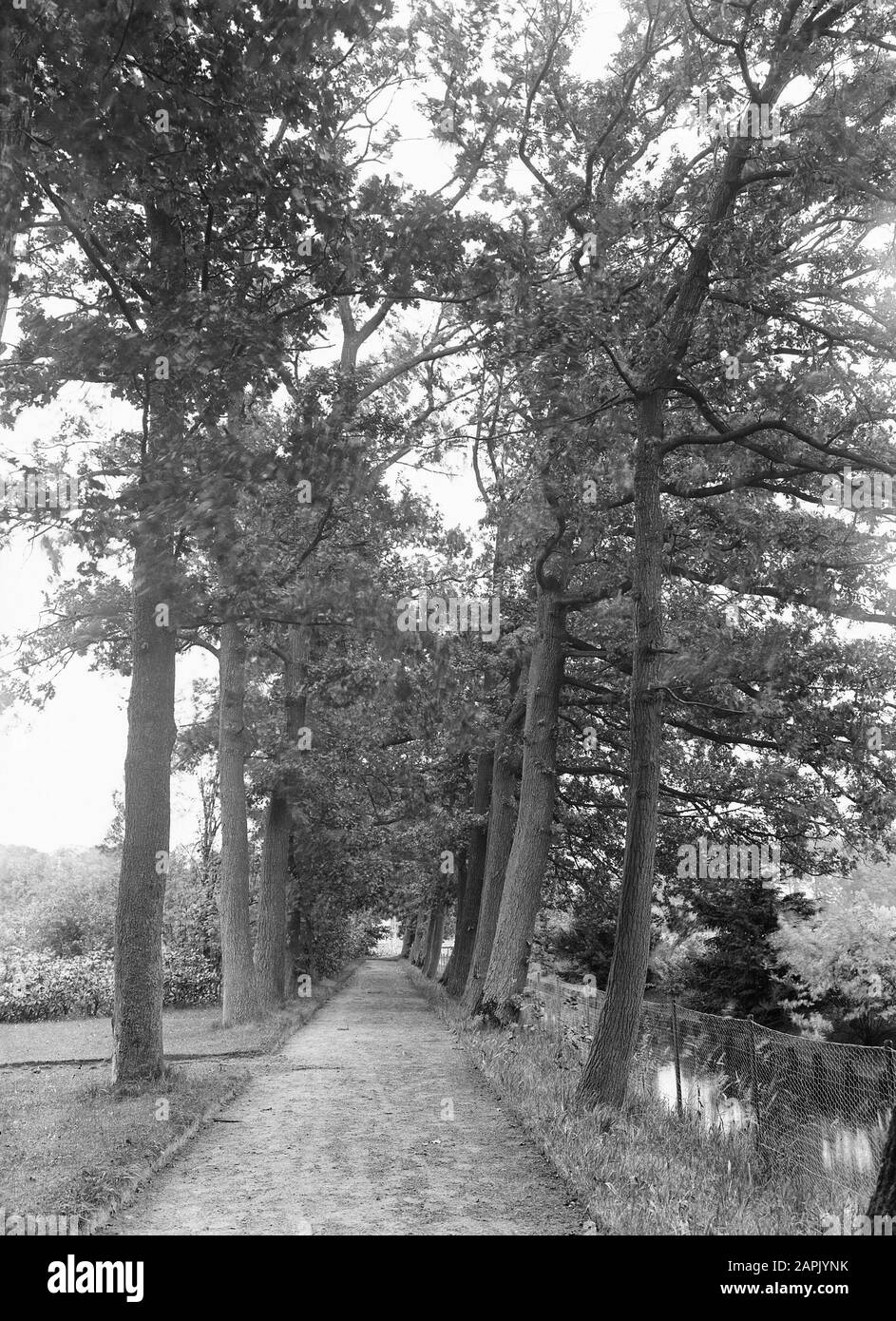 Arbres, avenues, Oak Avenue Date: Non daté mots clés: Arbres, avenues Nom personnel: Eikenlaan Banque D'Images