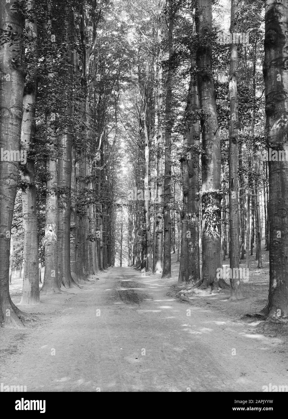 [Beukenlaan dans le parc Sonsbeek à Arnhem] Date: Non daté lieu: Arnhem mots clés: Arbres, avenues, parcs Banque D'Images