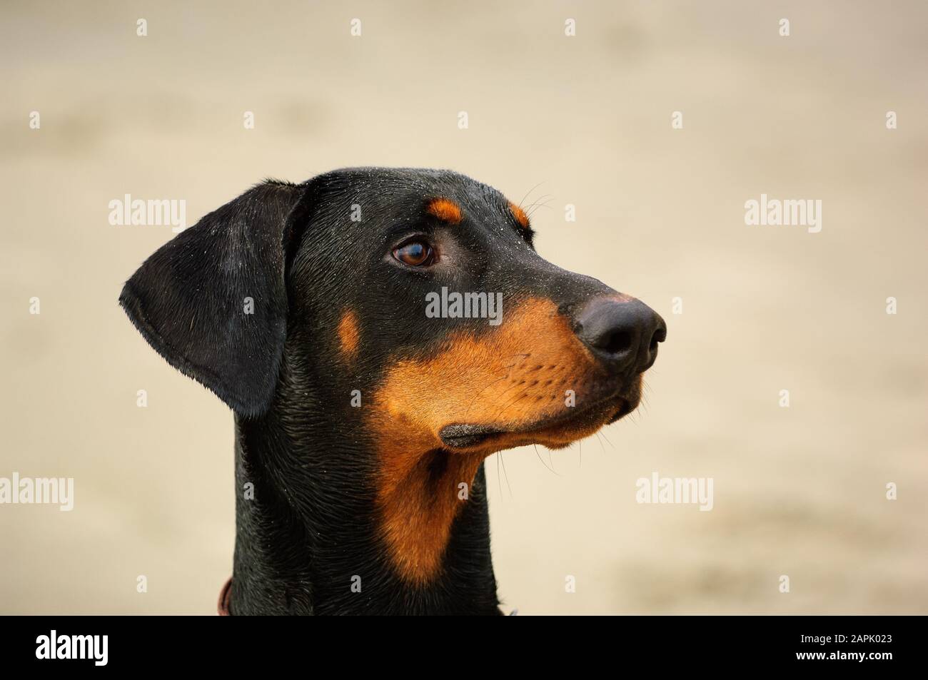 Portrait extérieur du chien Doberman Pinscher Banque D'Images