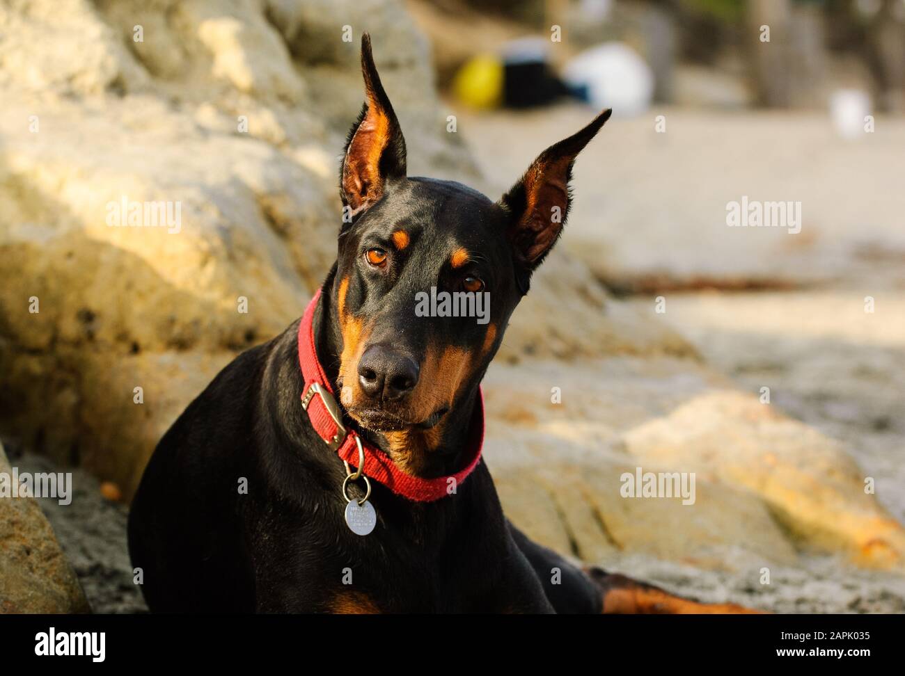 Portrait extérieur du chien Doberman Pinscher Banque D'Images