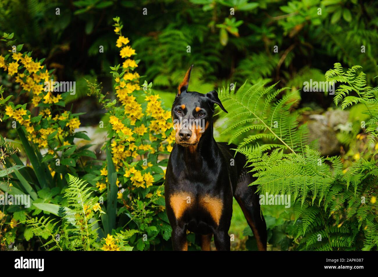 Portrait extérieur du chien Doberman Pinscher Banque D'Images