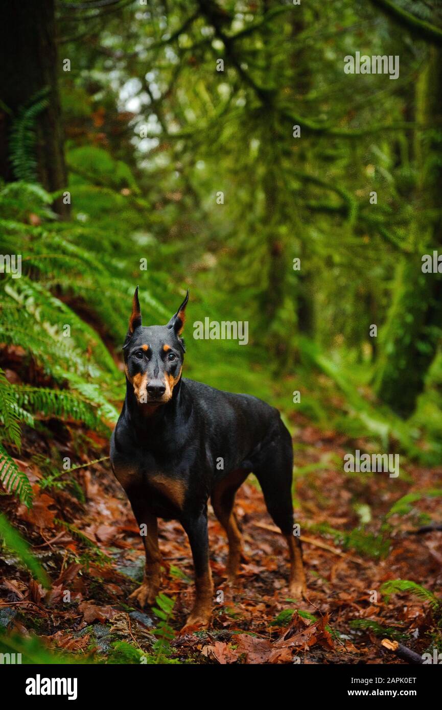 Portrait extérieur du chien Doberman Pinscher Banque D'Images