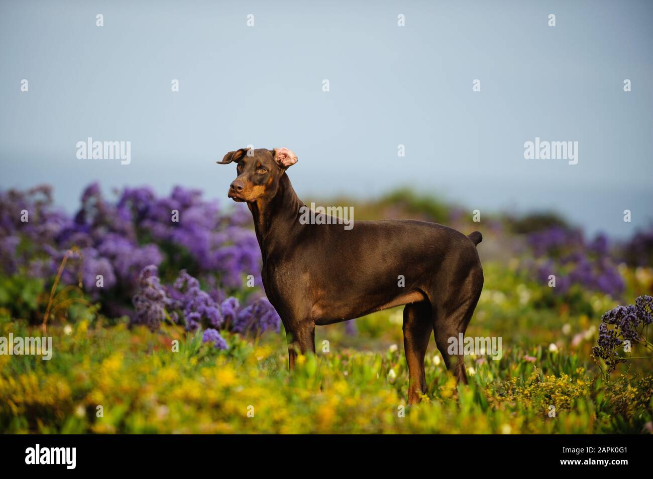 Portrait extérieur du chien Doberman Pinscher Banque D'Images
