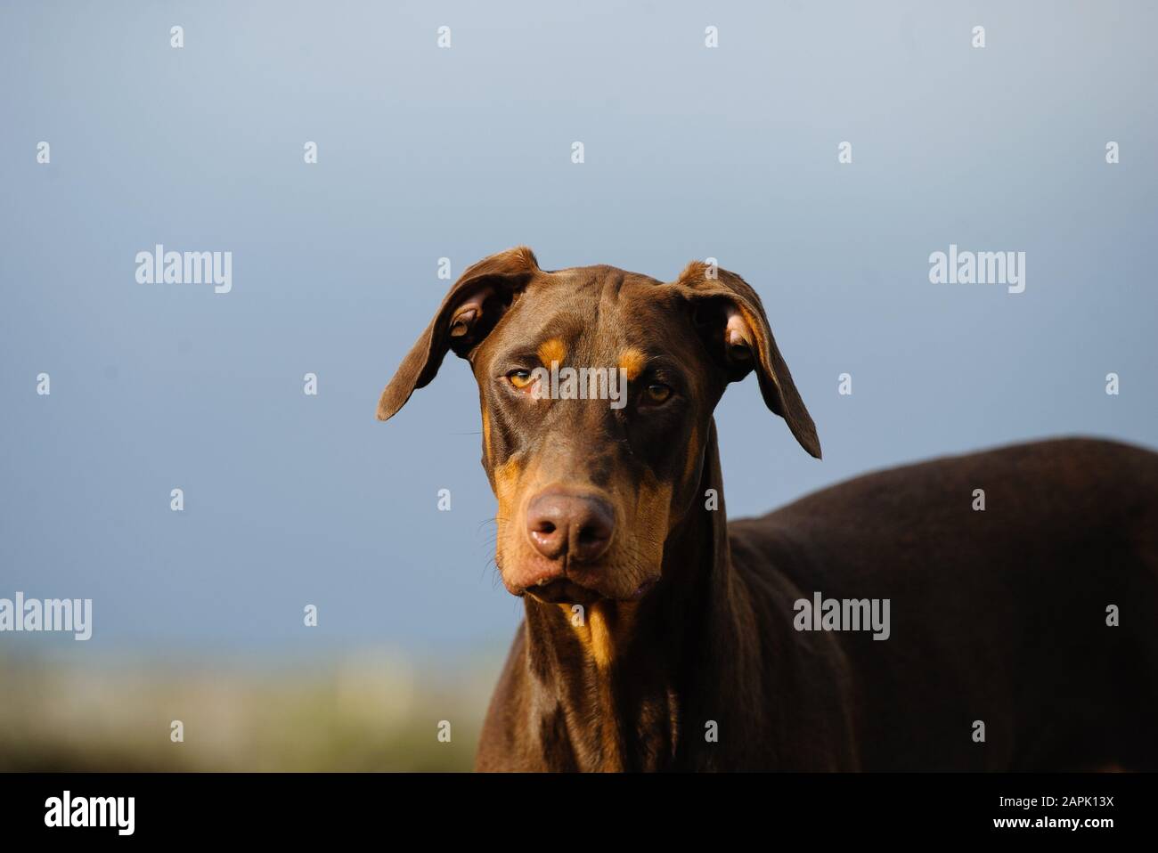 Portrait extérieur du chien Doberman Pinscher Banque D'Images