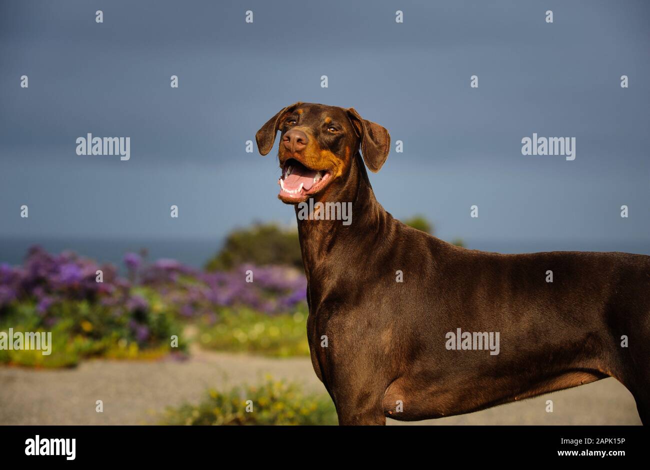 Portrait extérieur du chien Doberman Pinscher Banque D'Images