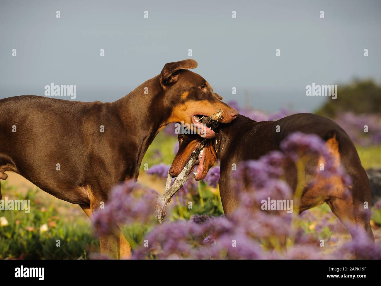 Portrait extérieur du chien Doberman Pinscher Banque D'Images