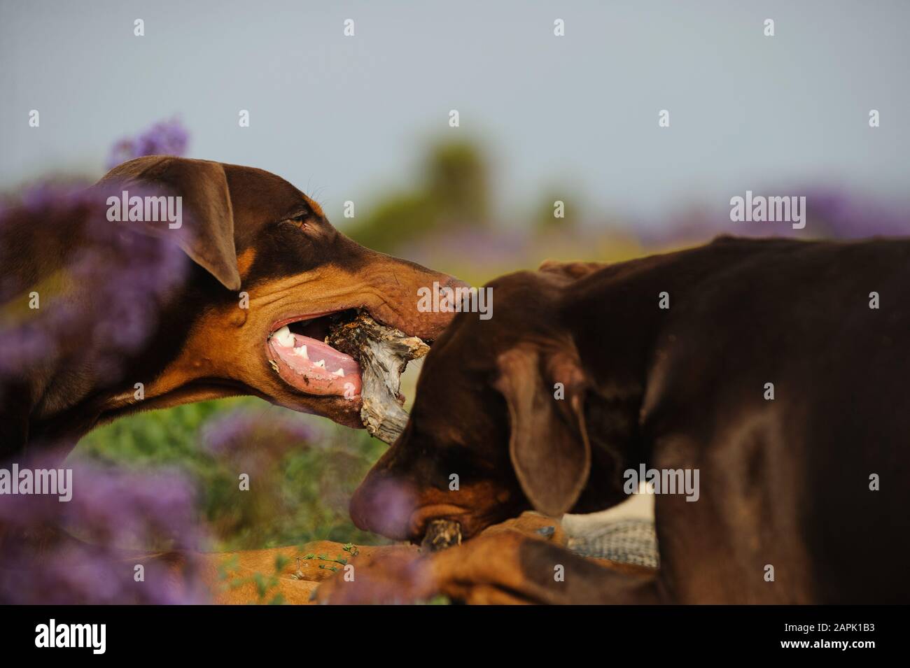 Portrait extérieur du chien Doberman Pinscher Banque D'Images