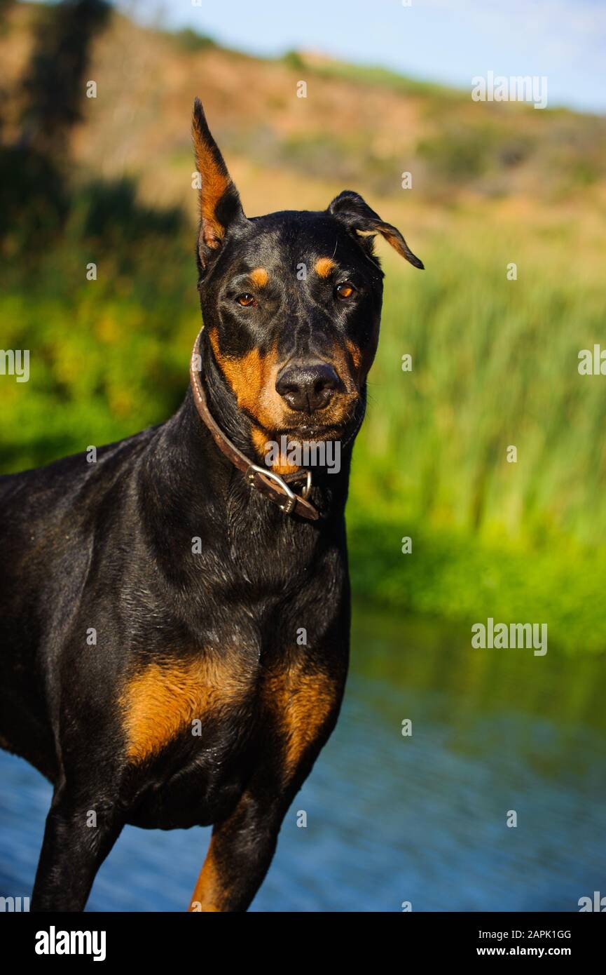 Portrait extérieur du chien Doberman Pinscher Banque D'Images