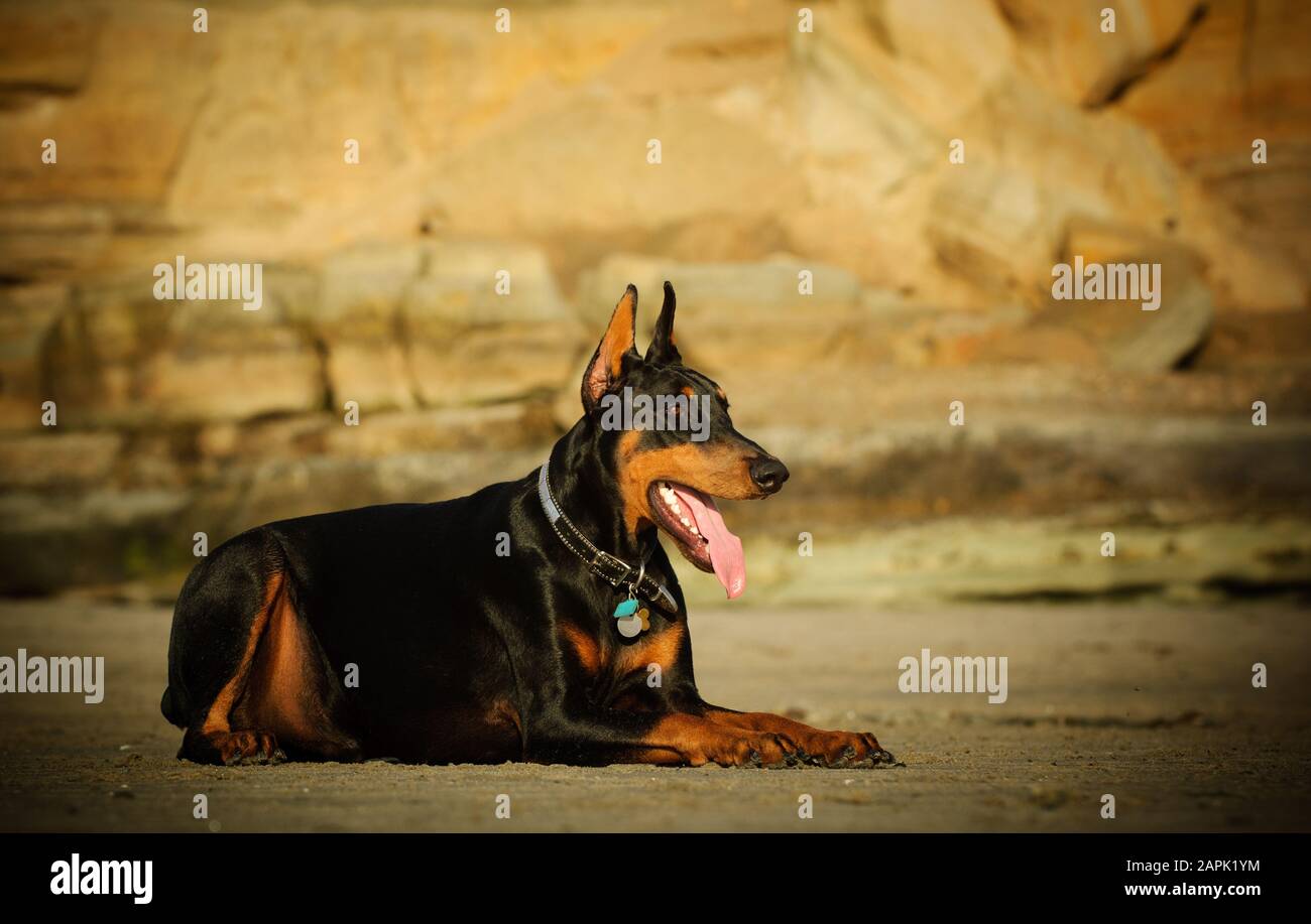 Portrait extérieur du chien Doberman Pinscher Banque D'Images