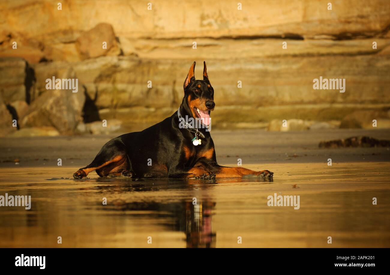 Portrait extérieur du chien Doberman Pinscher Banque D'Images