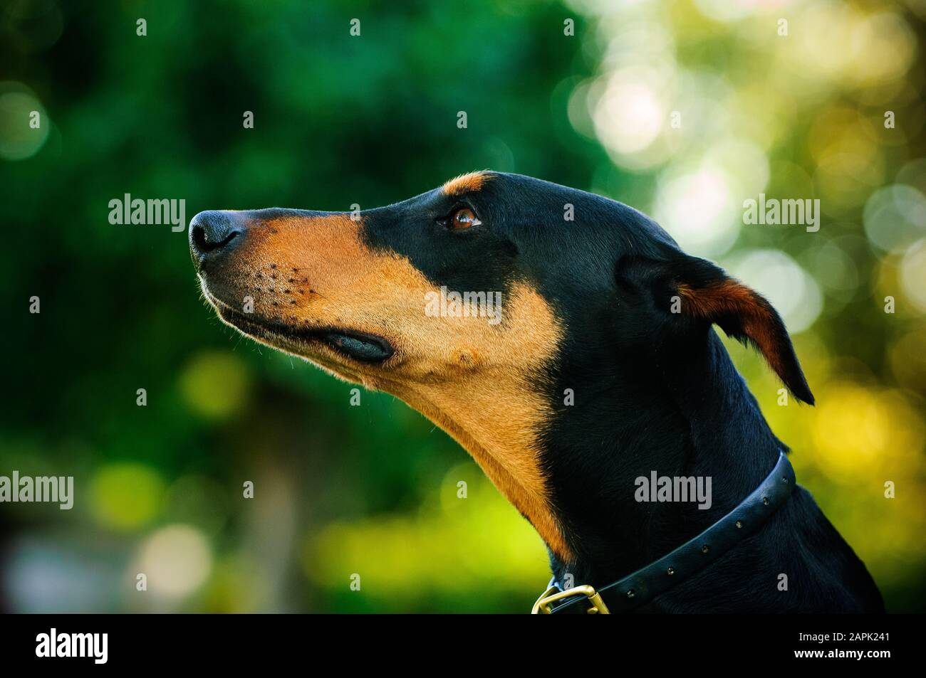 Portrait extérieur du chien Doberman Pinscher Banque D'Images
